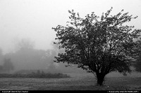 Photo by RhondaRogalski | Grants Pass  mist, fog, apple, tree, silence, alone, quiet, tranquil